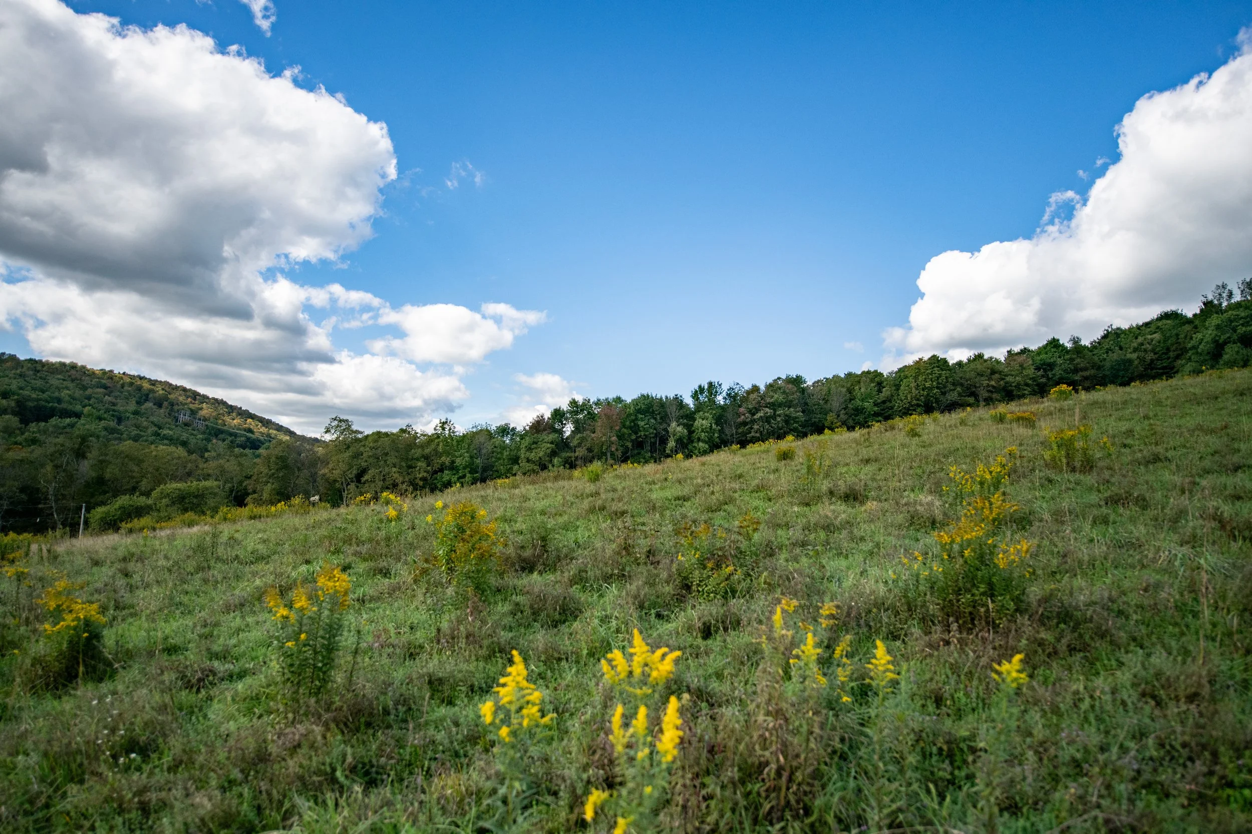 05 pasture.jpg
