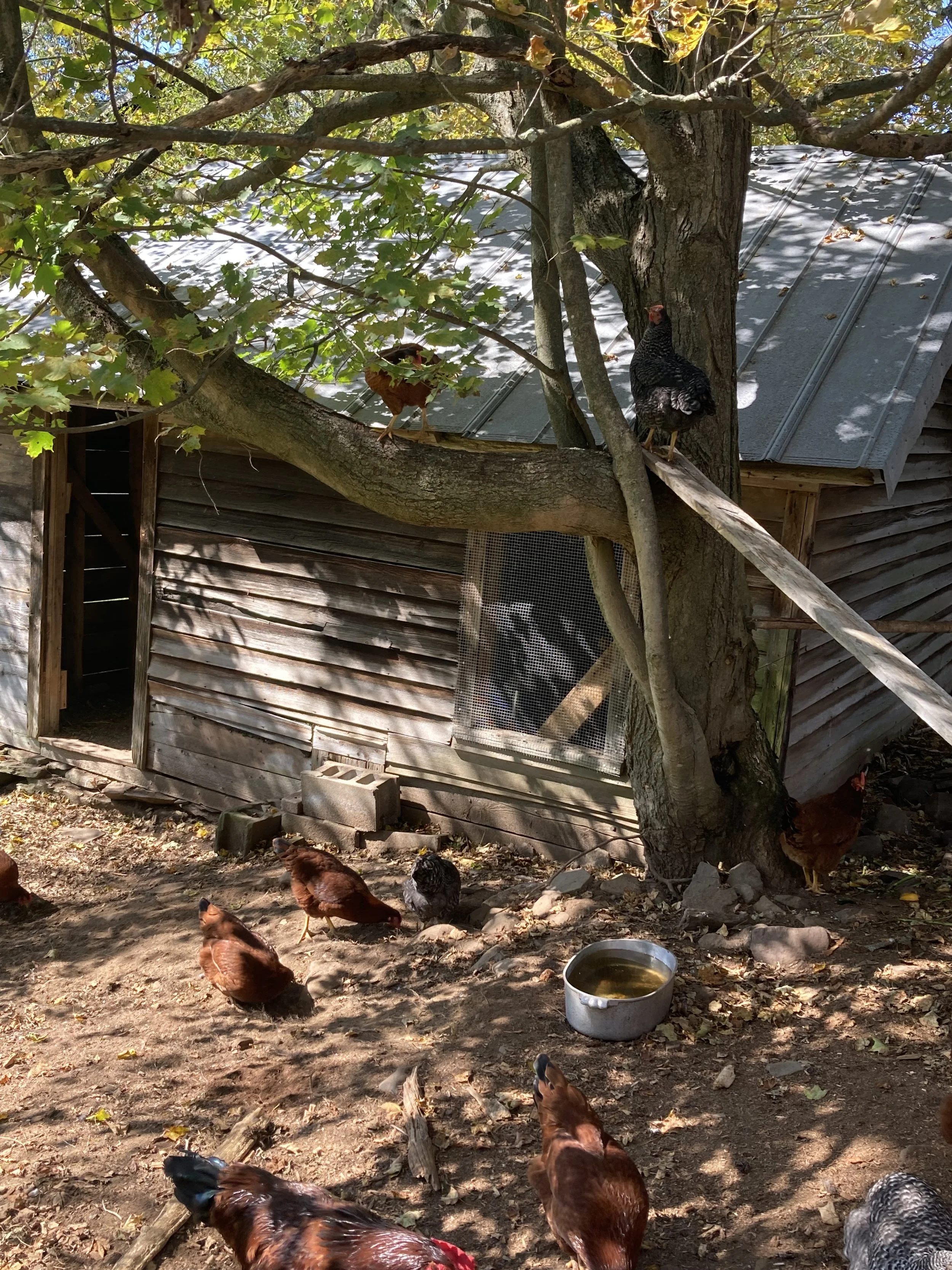 15.1 chicken coop.jpeg