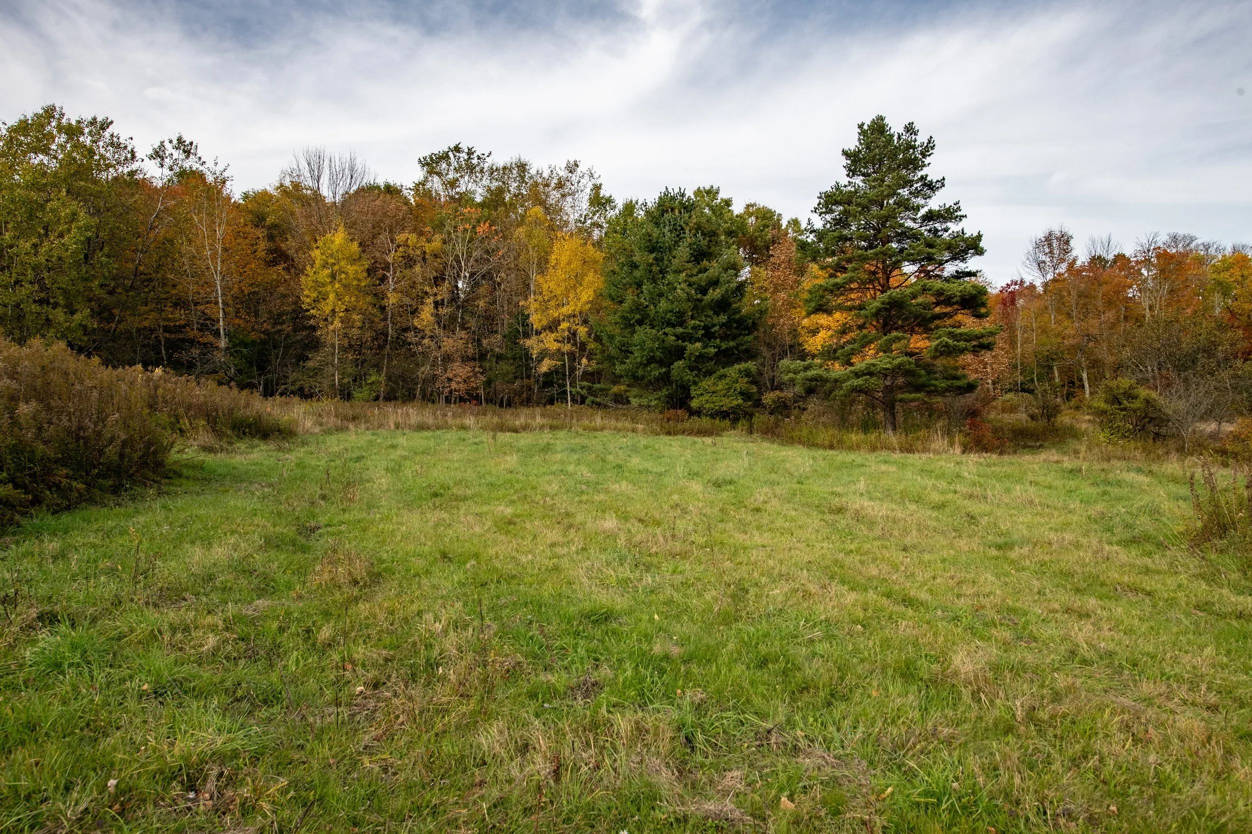 04 field.jpg