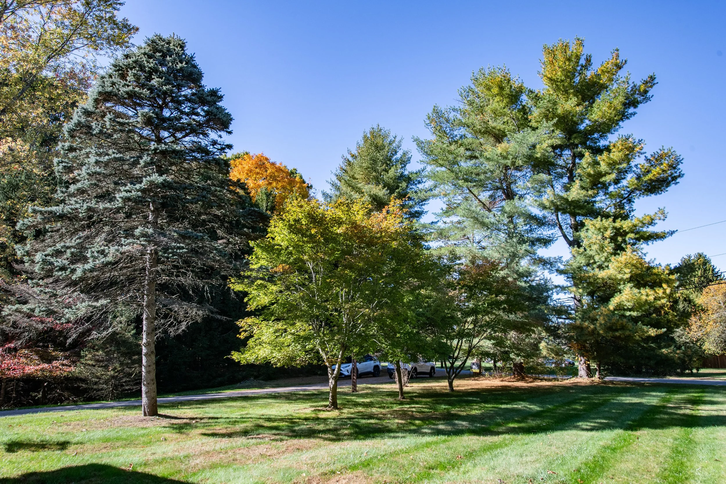 20-driveway-trees.jpg