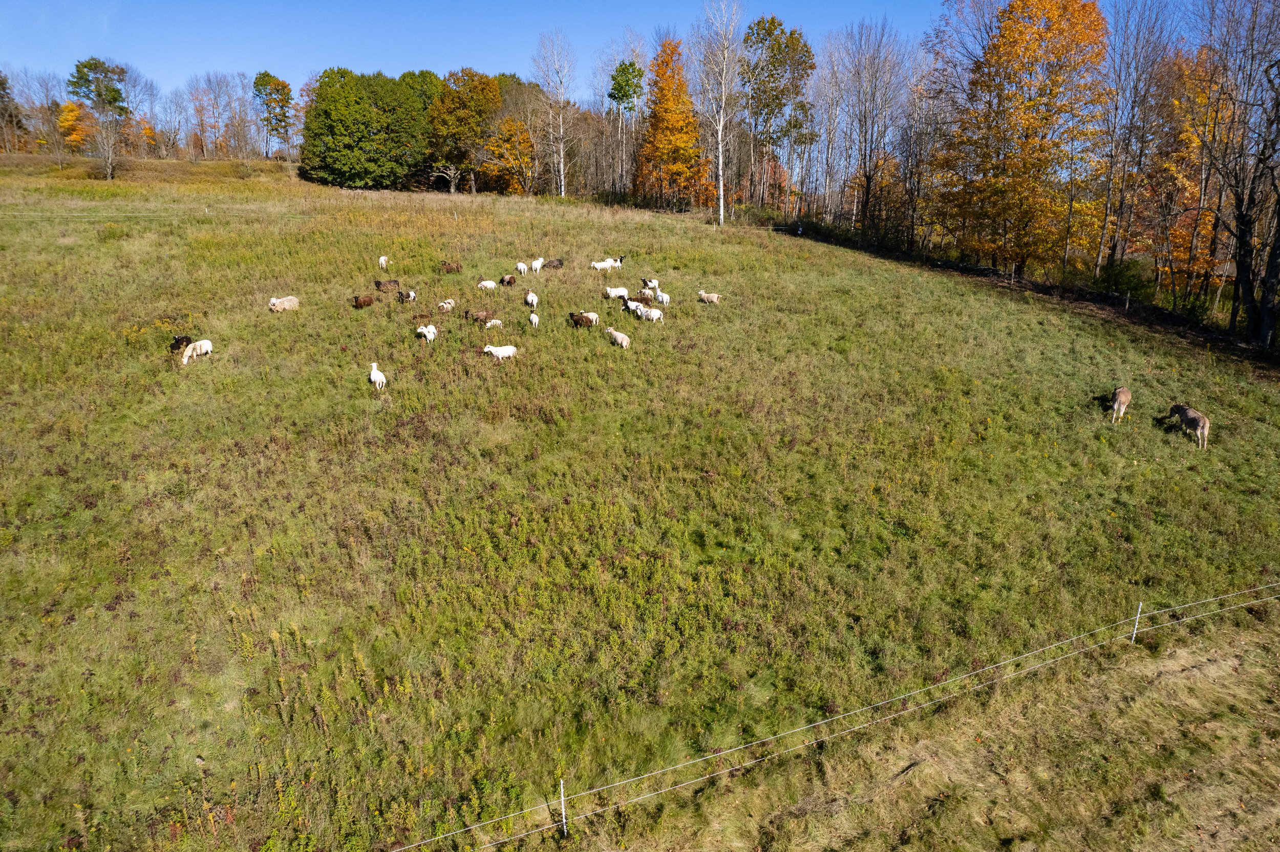 048_-Sheep-and-donkeys.jpg