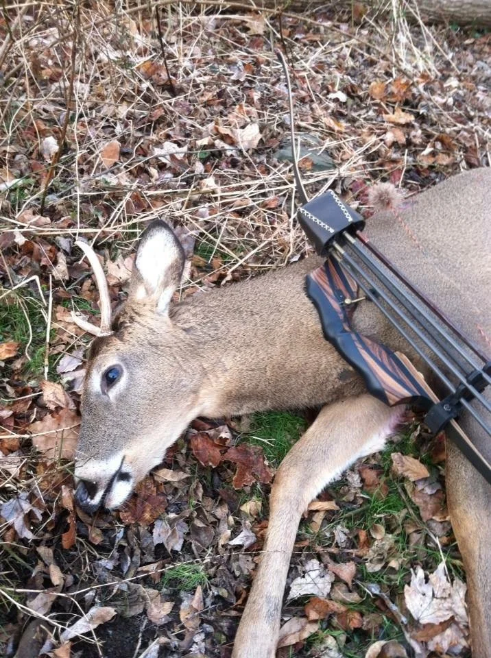 CC Deer.jpg