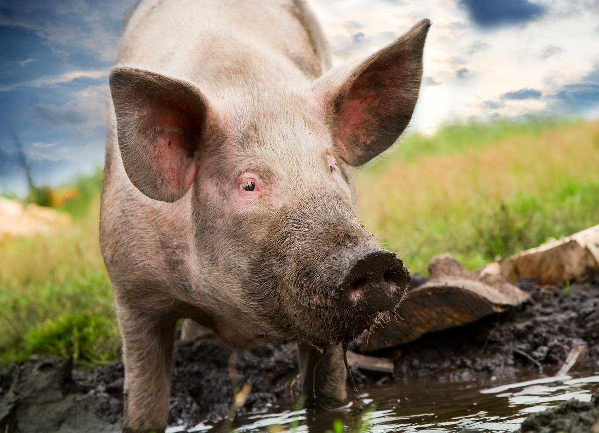 Don't wrestle with a pig. You'll get filthy and the pig will love it.