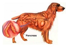 grass patch dog urine