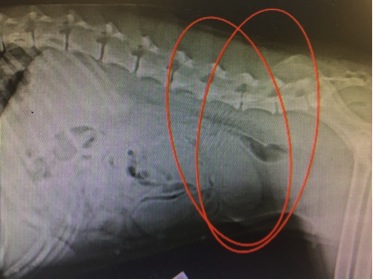 Pyometra — Queensland Veterinary Specialists Pyometra — Queensland Veterinary Specialists