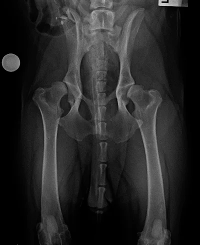 A young Rottweiler with significant hip dysplasia, demonstrating poor congruency (coverage) and degenerative remodelling (arthritis)