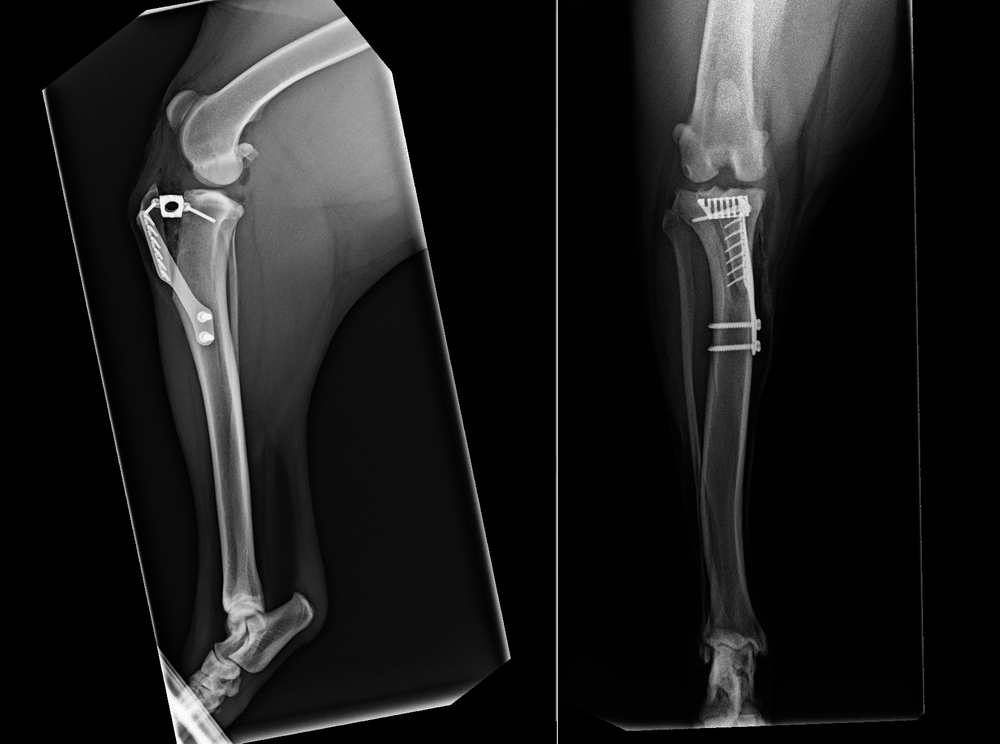 Specialised Surgery In Brisbane For Cruciate Ligament Disease Queensland Veterinary Specialists