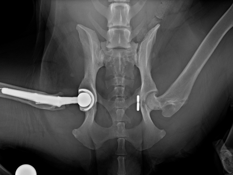 dog hip replacement surgery cost