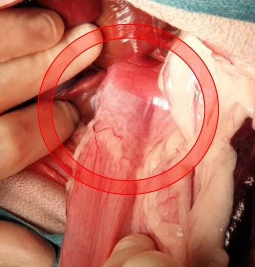Hiatal Hernia Queensland Veterinary Specialists Hiatal Hernia Queensland Veterinary