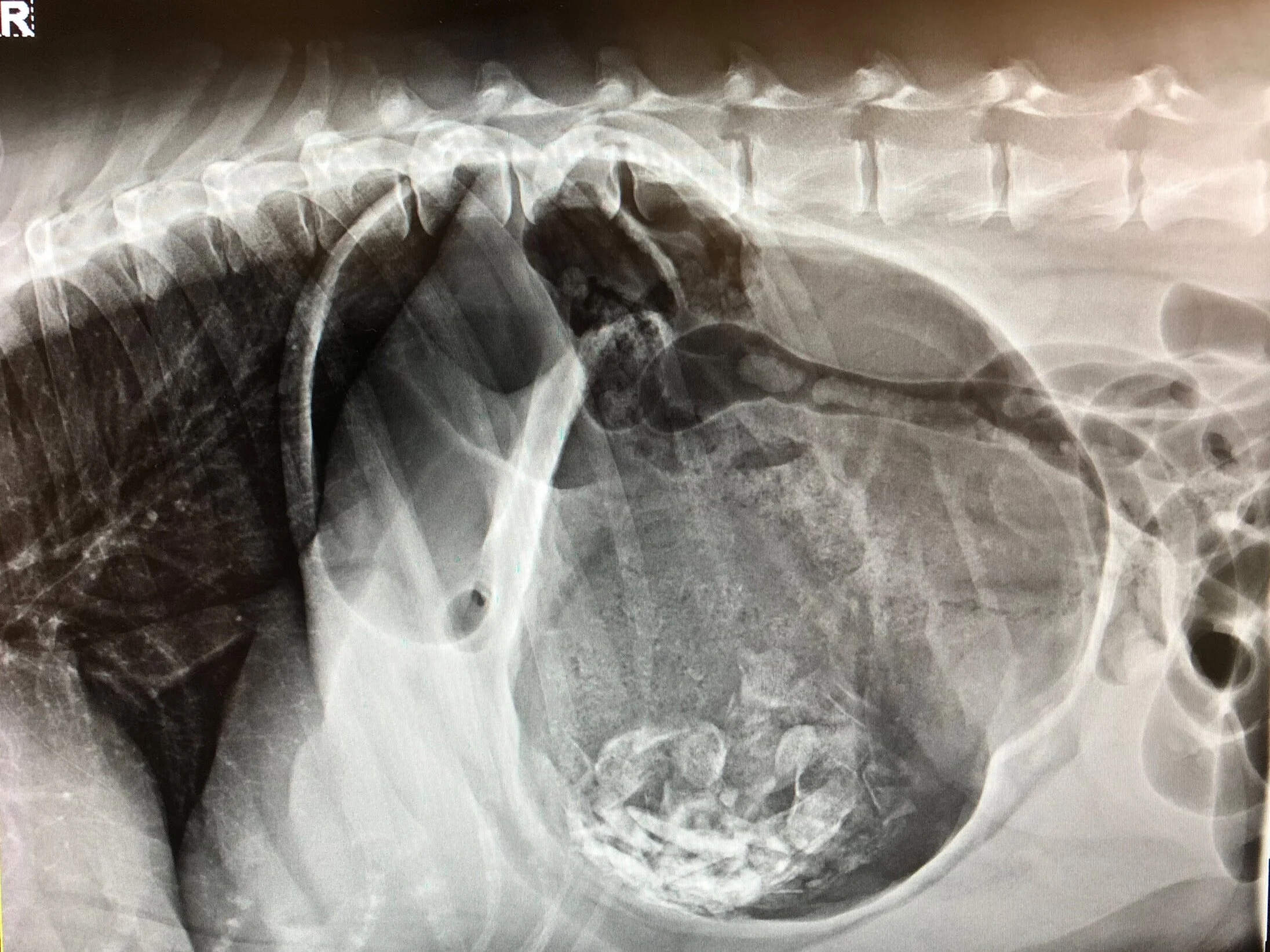Gastric dilatation and volvulus (GDV) — Queensland Veterinary Specialists