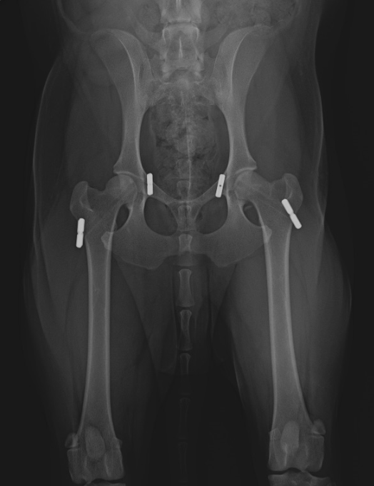 How Do You Know If Your Dogs Hip Is Dislocated