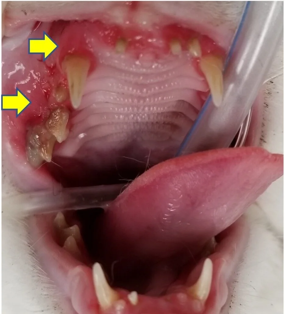 List 100+ Pictures pictures of stomatitis in dogs Full HD, 2k, 4k