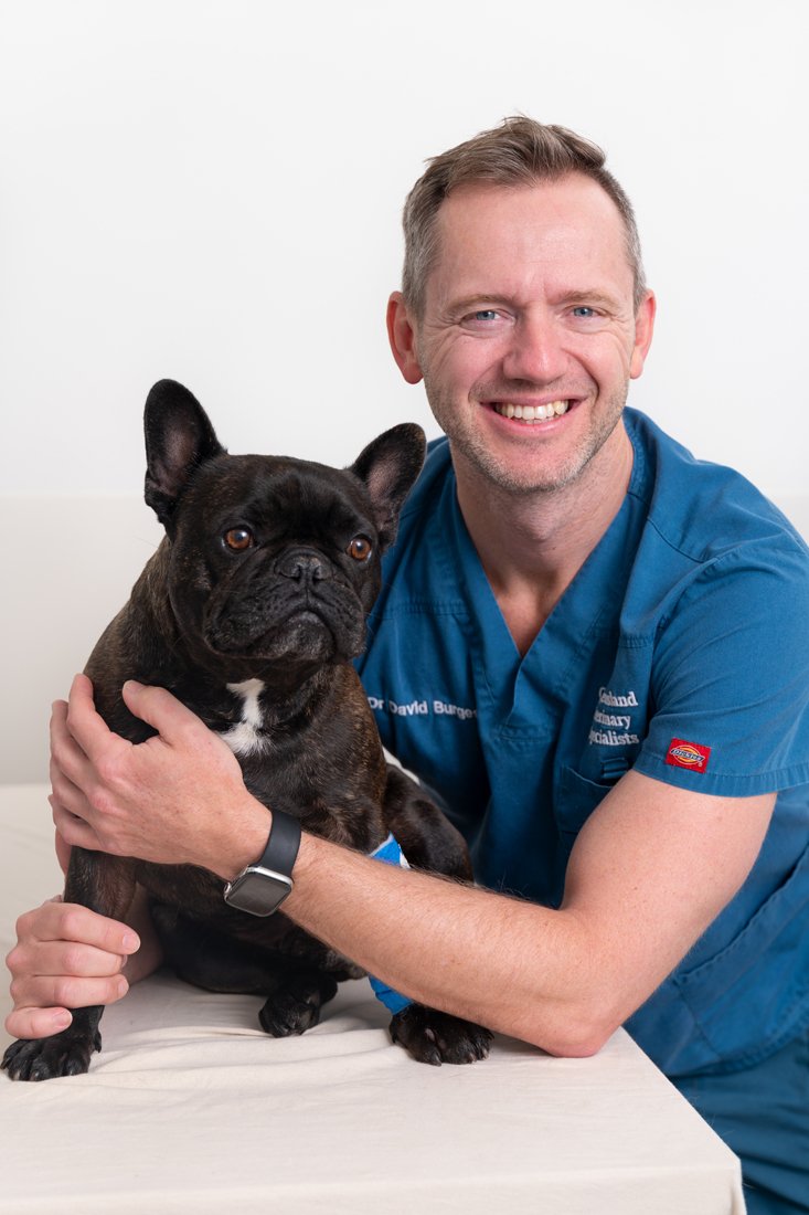 Surgery — Queensland Veterinary Specialists Surgery — Queensland Veterinary Specialists