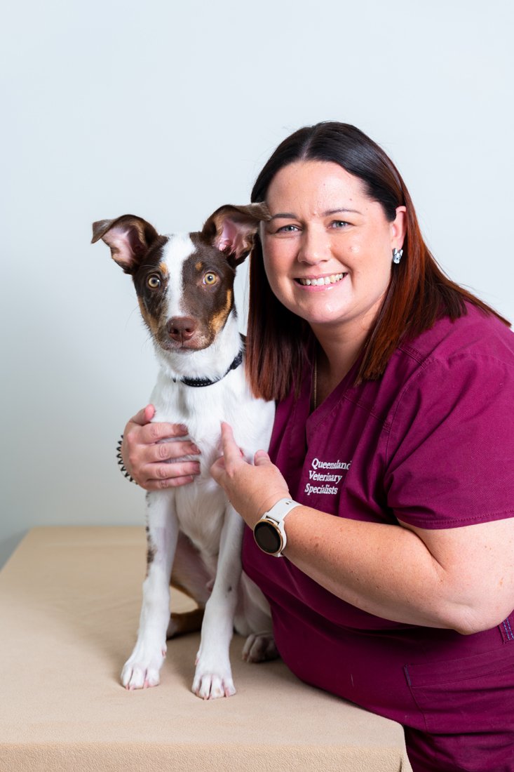 Internal Medicine — Queensland Veterinary Specialists