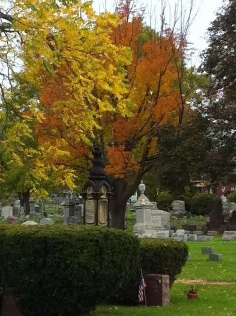 trees.jpg