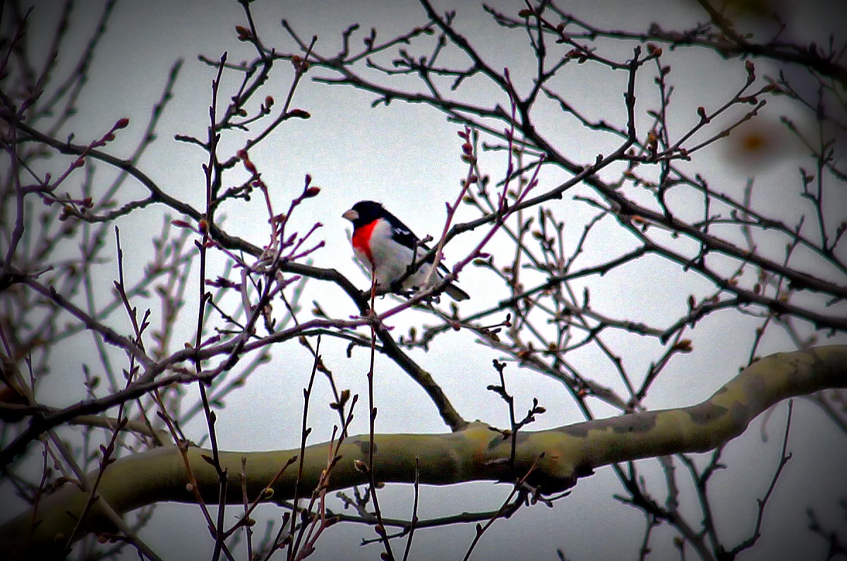 bird walk.jpg