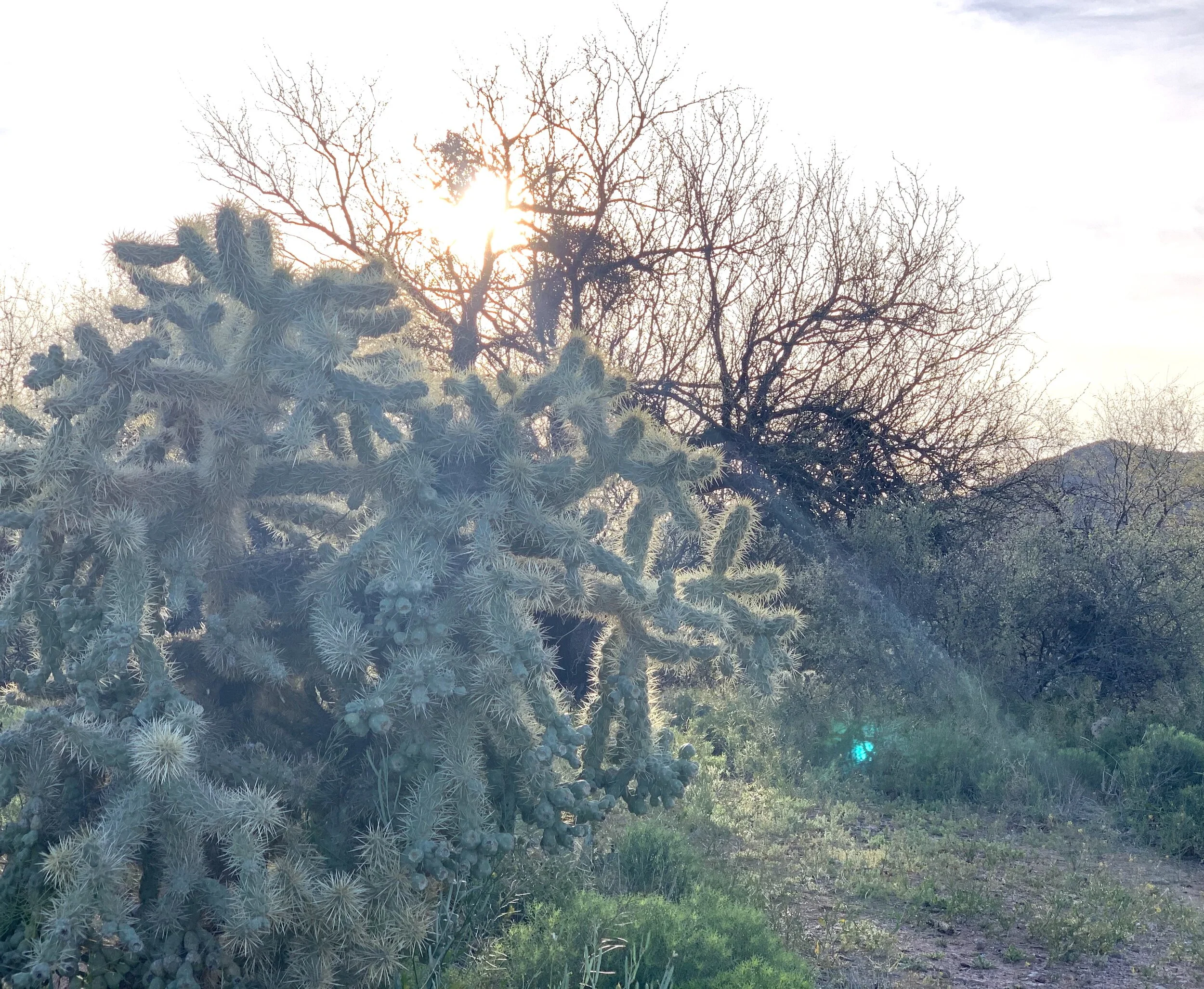 My favorite cholla