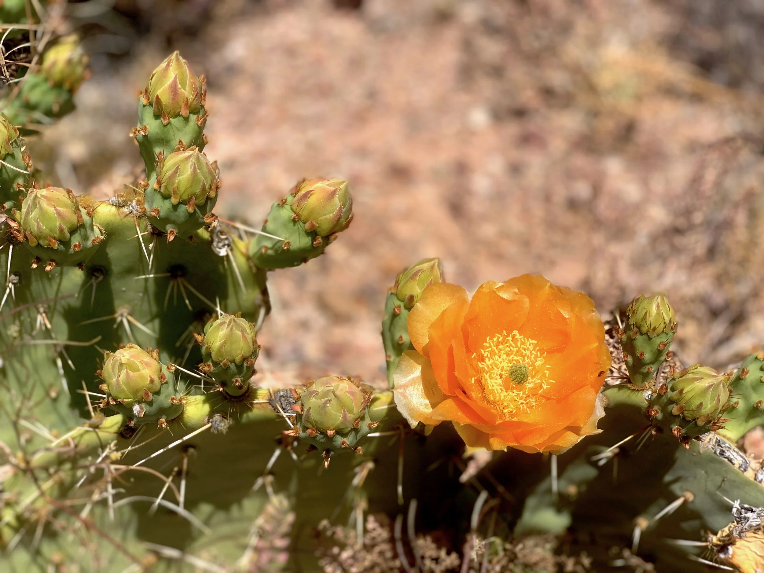 Prickly pear, southern Arizona desert