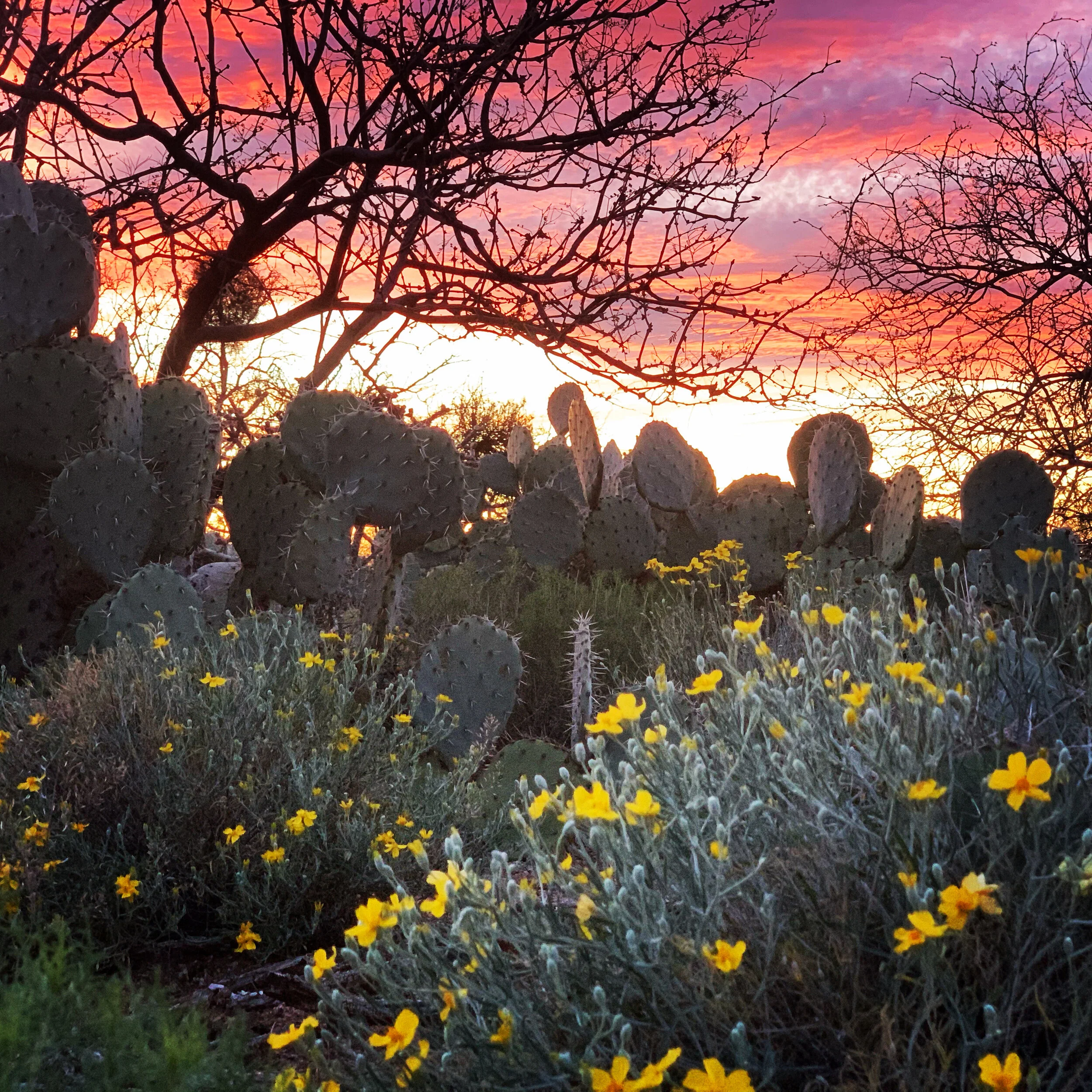Sunset at my desert home