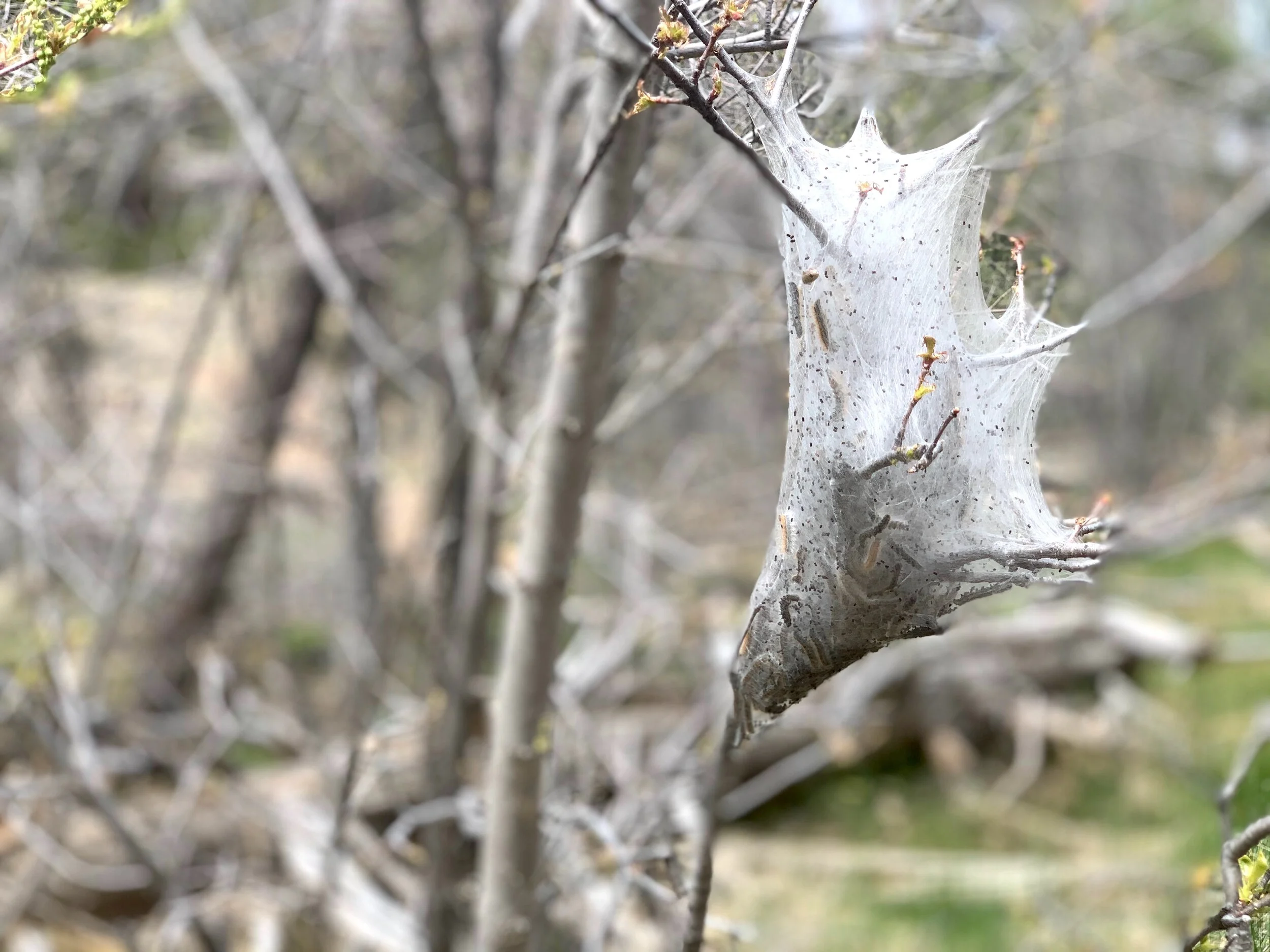 Tent caterpillar cluster, Prescott National Forest