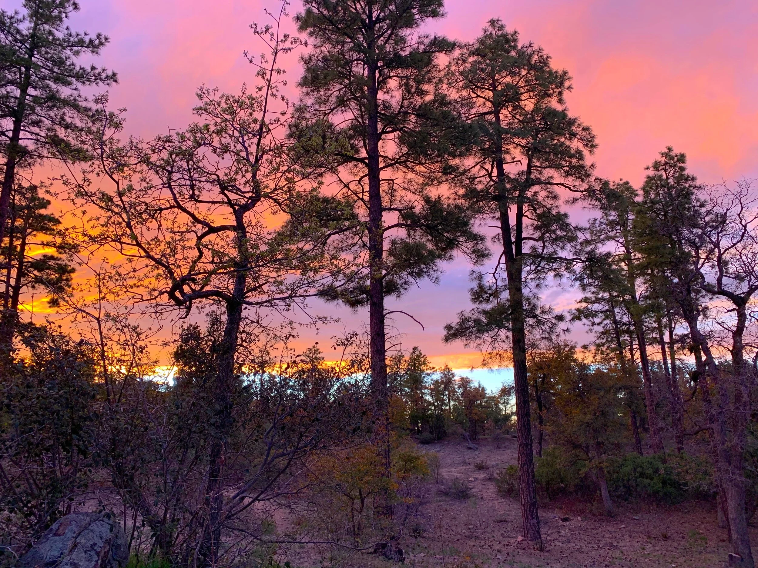 Sunrise from bed, Prescott National Forest