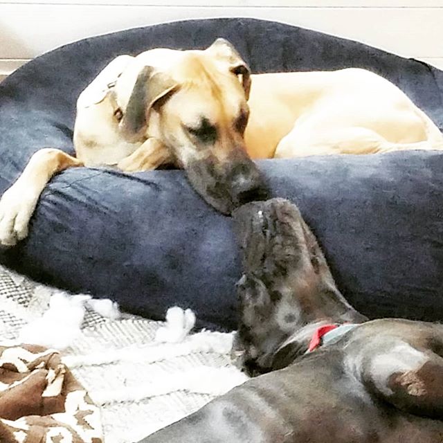The monsters each have their own xxL beanbag in our room. They make nests.

But sometimes..brothers gotta nap together, man.

#puppers #sleepover
#dogsofinstagram #monsters #naptime .
.
.
.