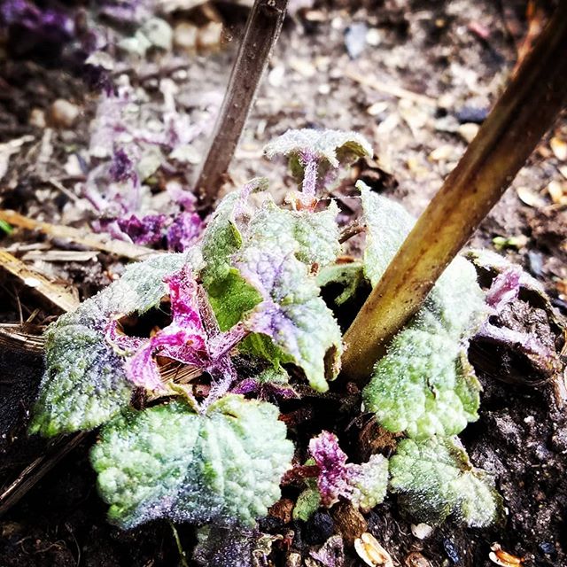 I might be unreasonably excited the hyssop is coming back. 
One more thing perennialized means one less thing to seed every year! .
.
.
.
.
.

#gardening #perrenials #hyssop #plantnerd #flowerfarm #timesaver #pnw #zone8 #cutflowergarden