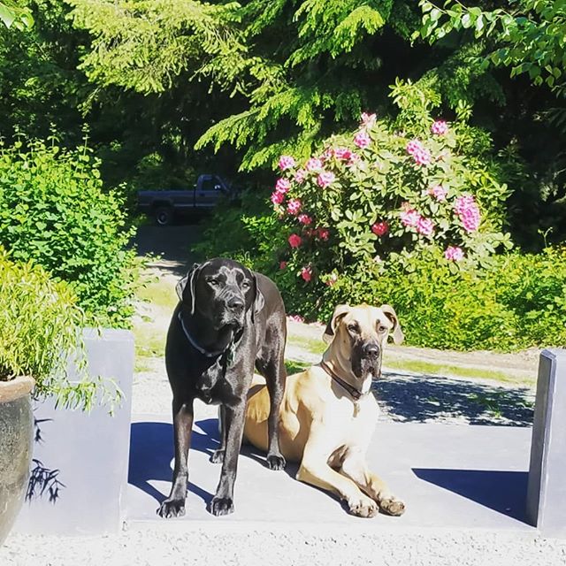 Dogs of summer....owning the courtyard.
.
#dailydog #dogsofsummer 
#instadog