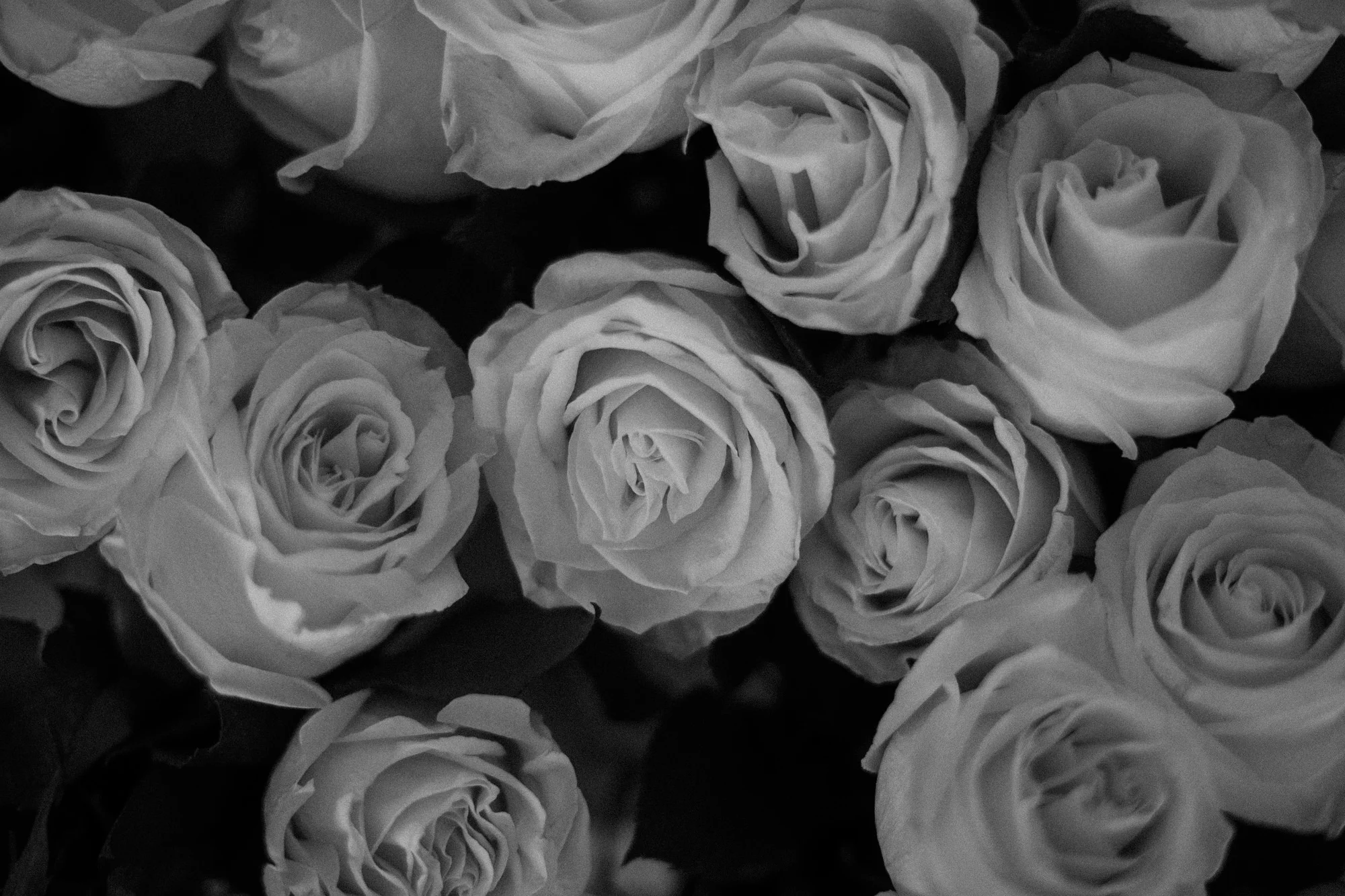 white roses