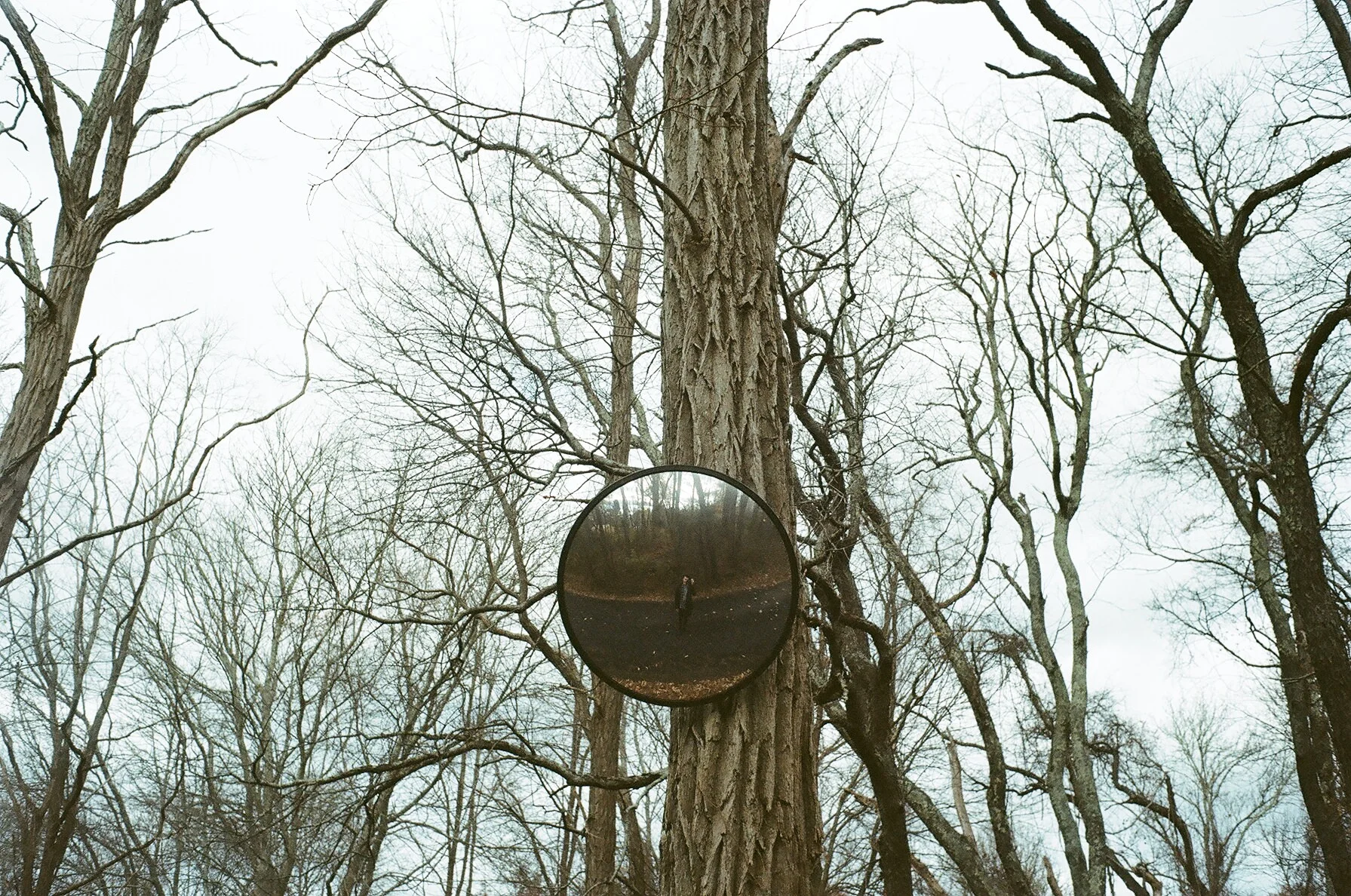 new england forest