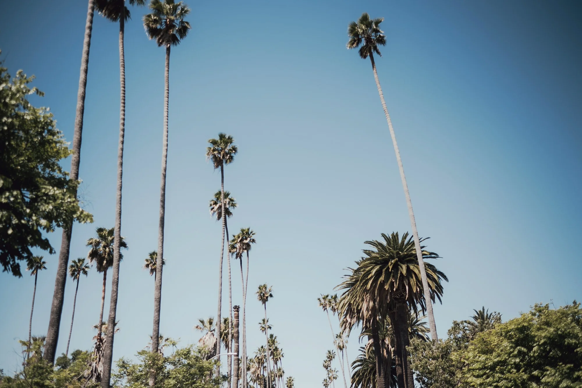 LA wedding