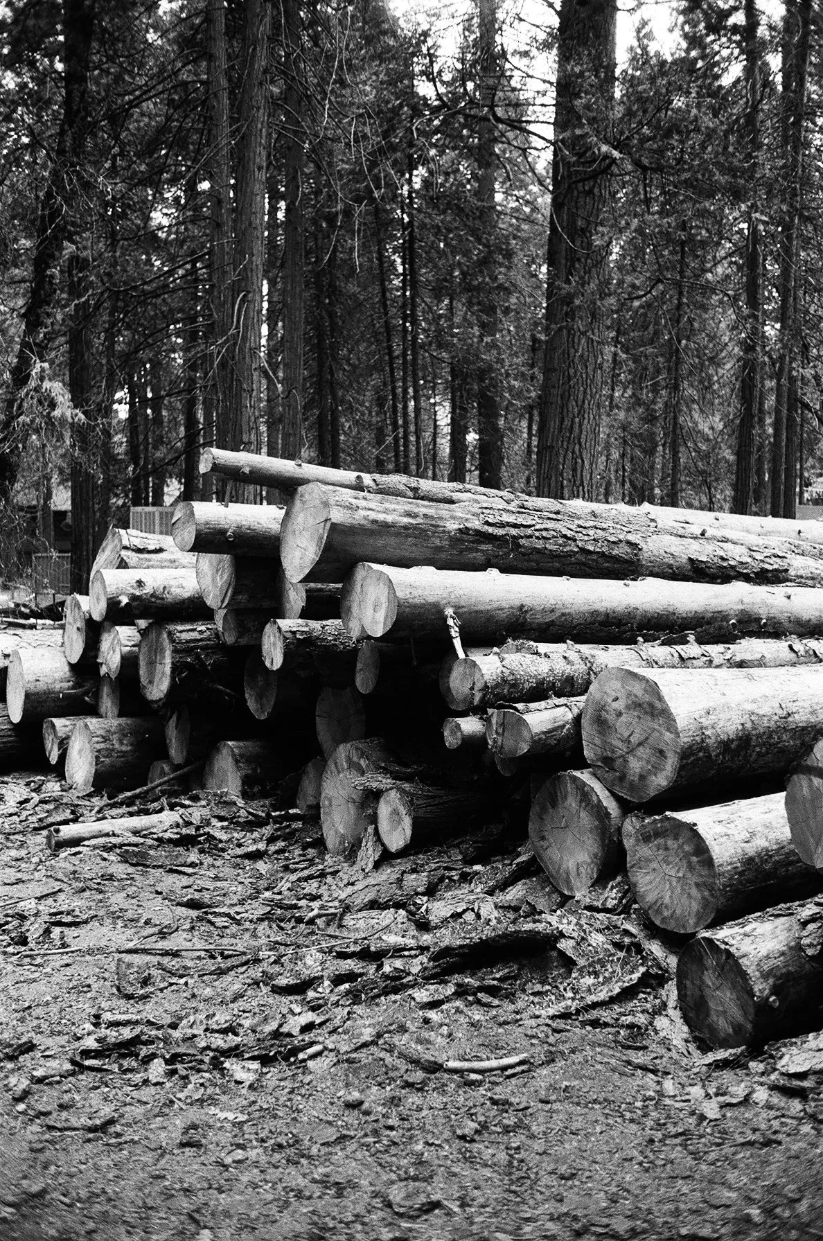 deforestation in yosemite
