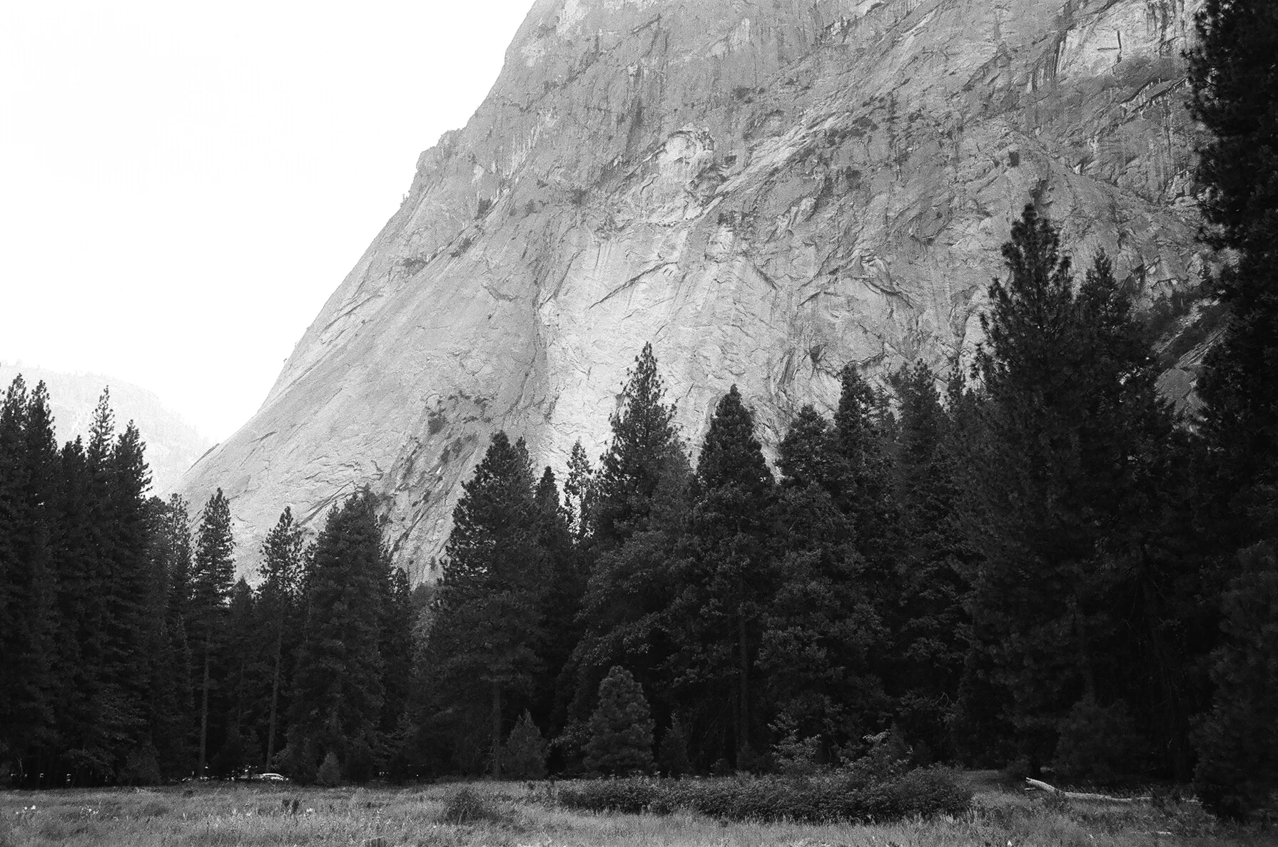 trees in yosemite