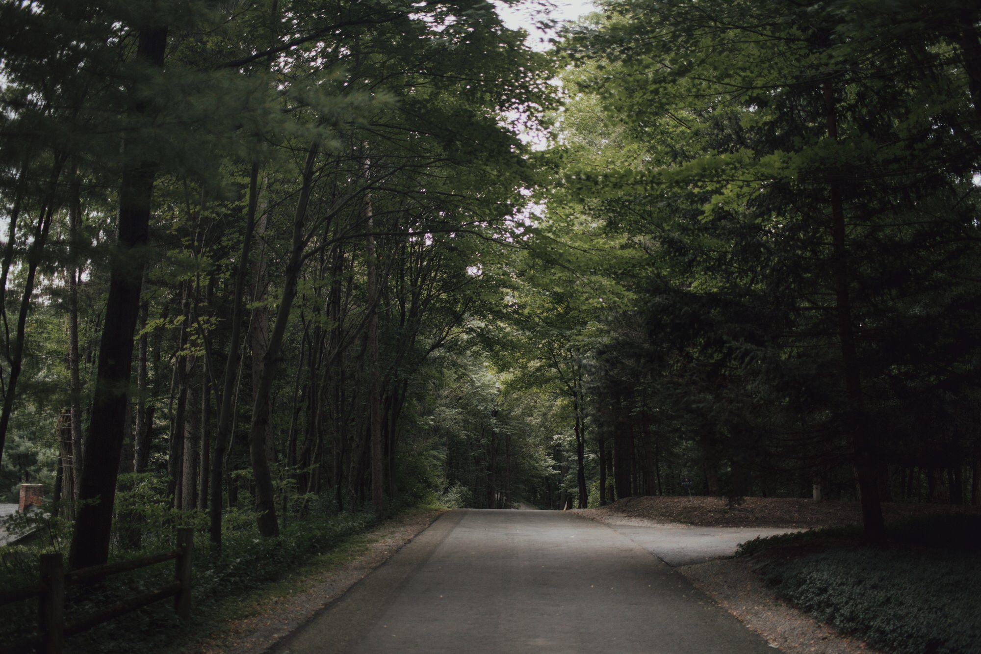 forest in Rochester New York