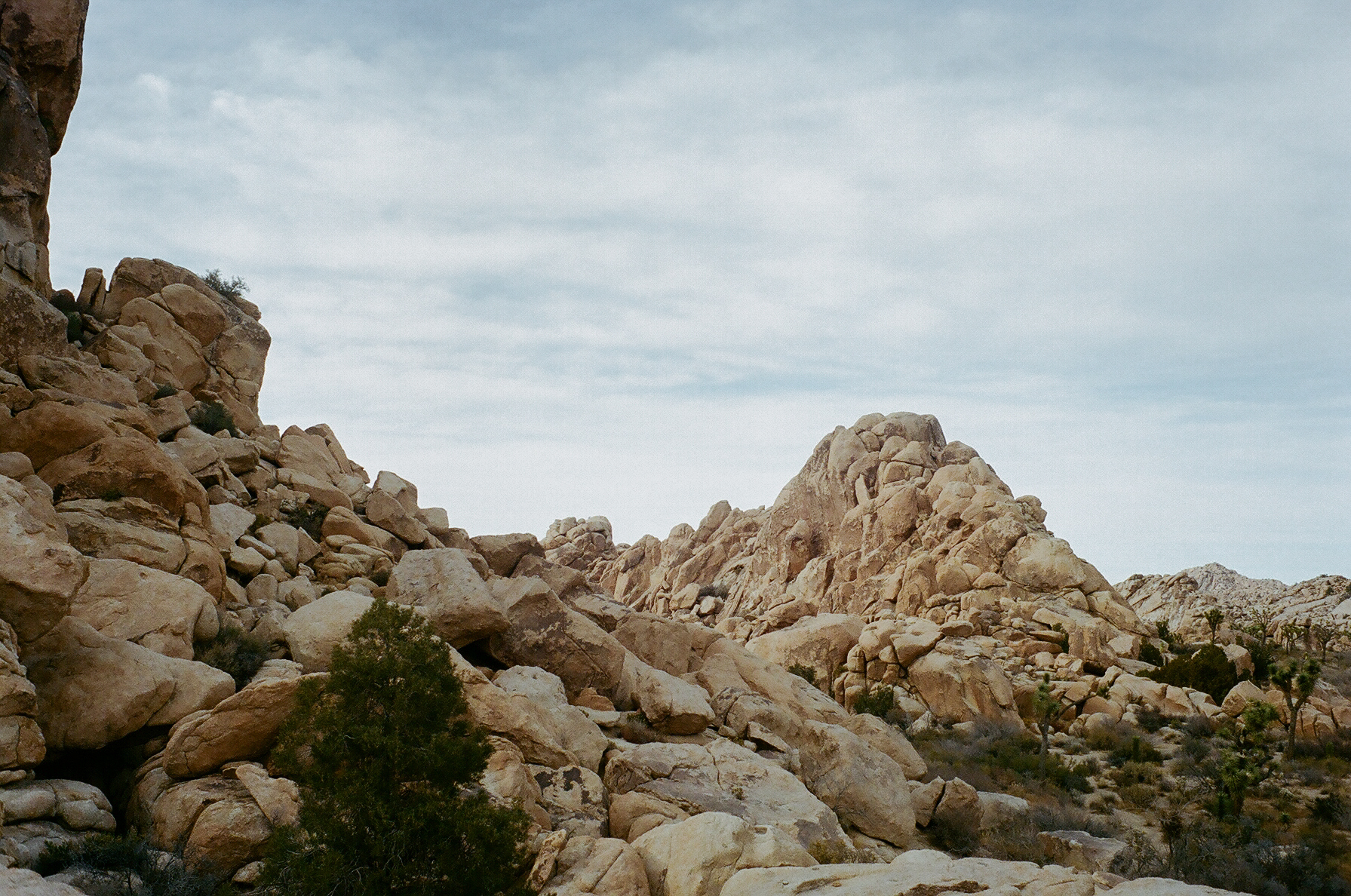 Los Angeles wedding photographer in Joshua Tree