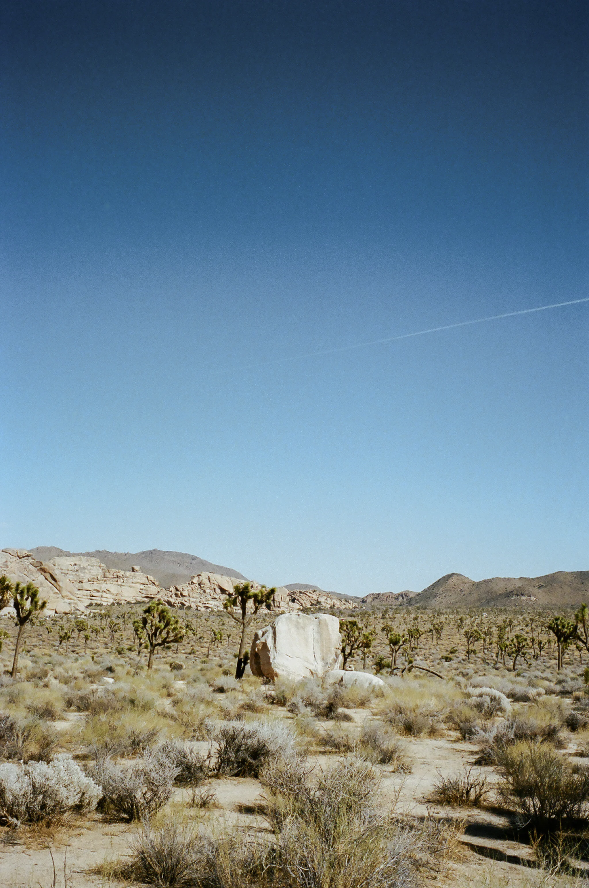 Beautiful Joshua Tree