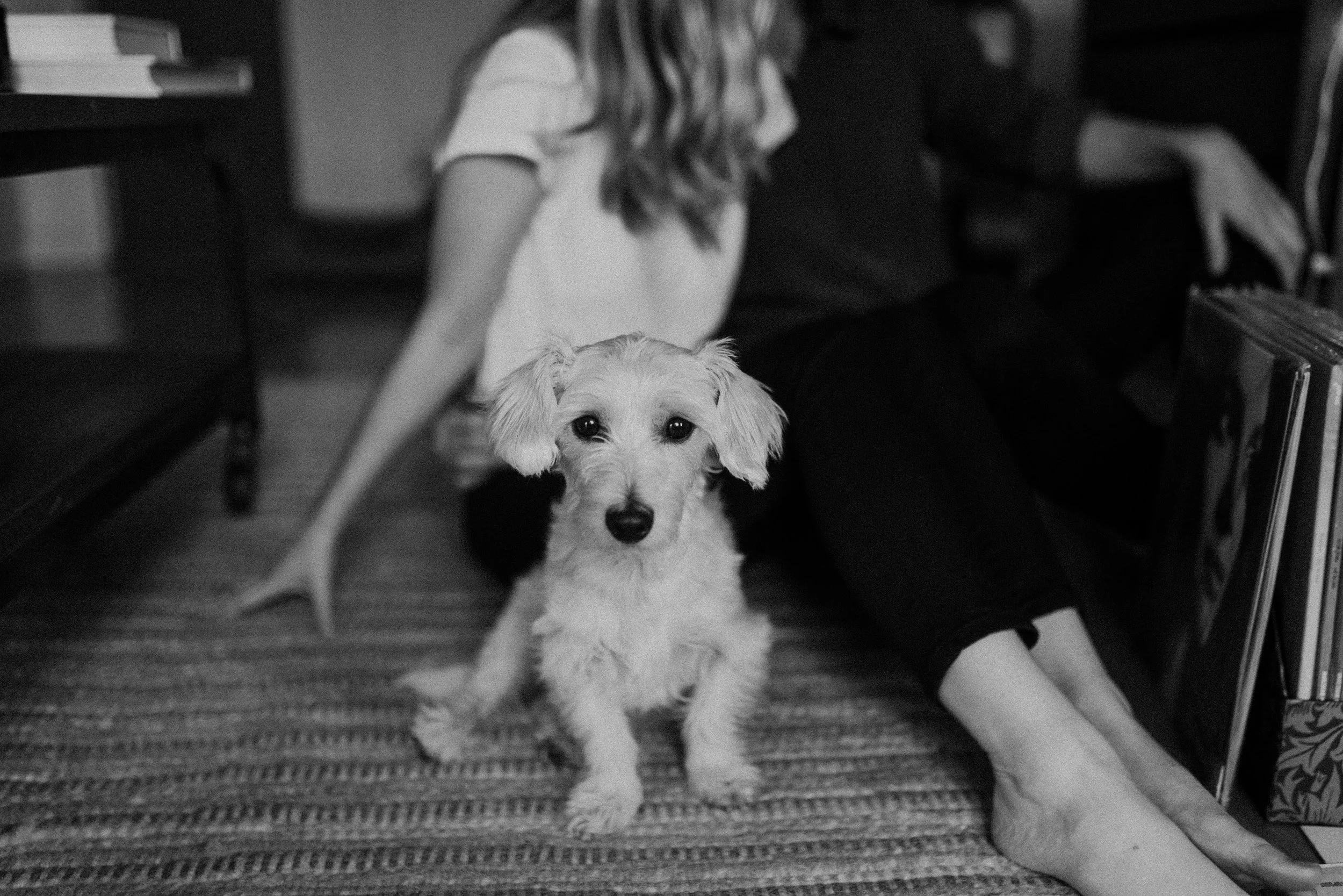 white haired dog names frankie
