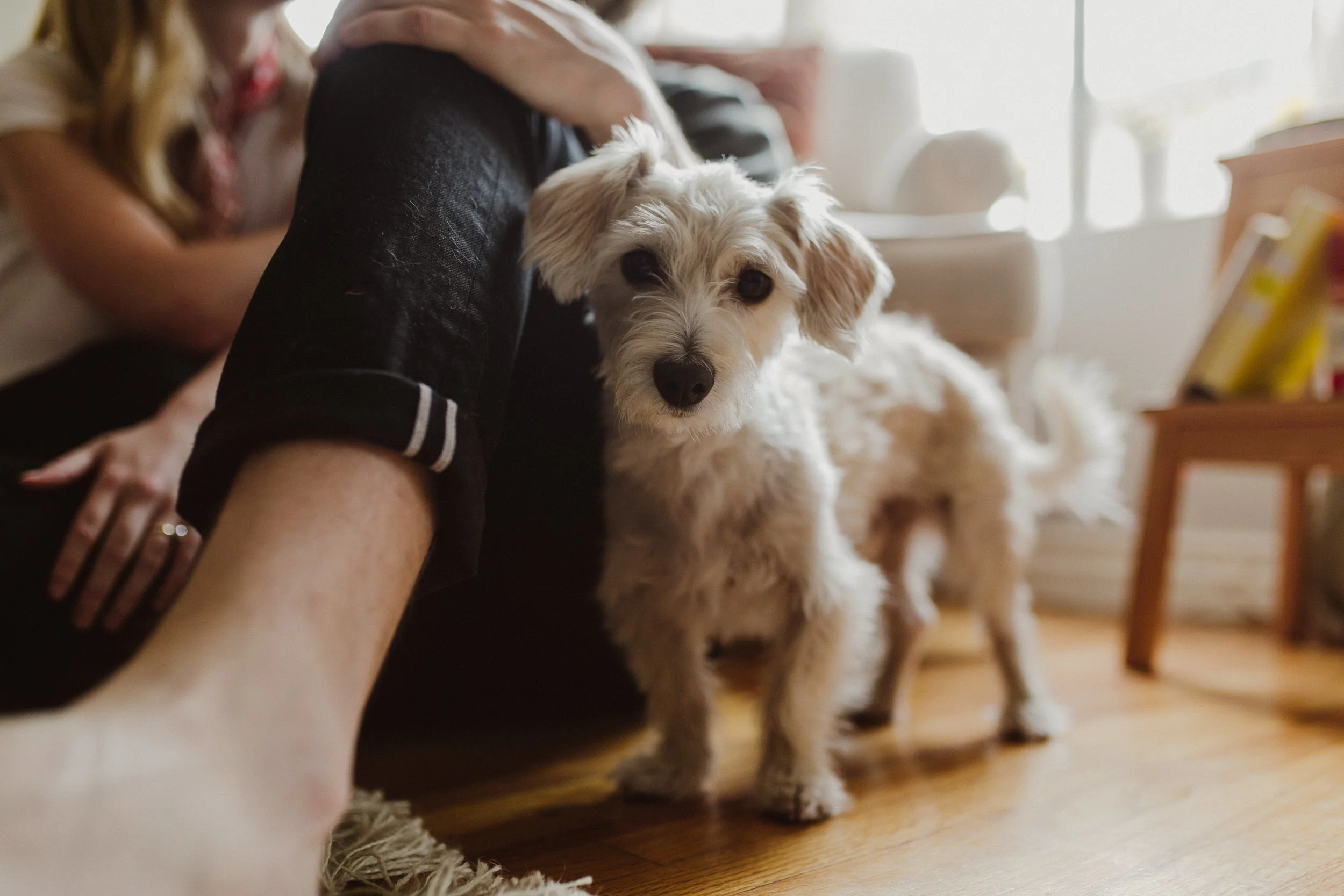 engagement photos with your dog