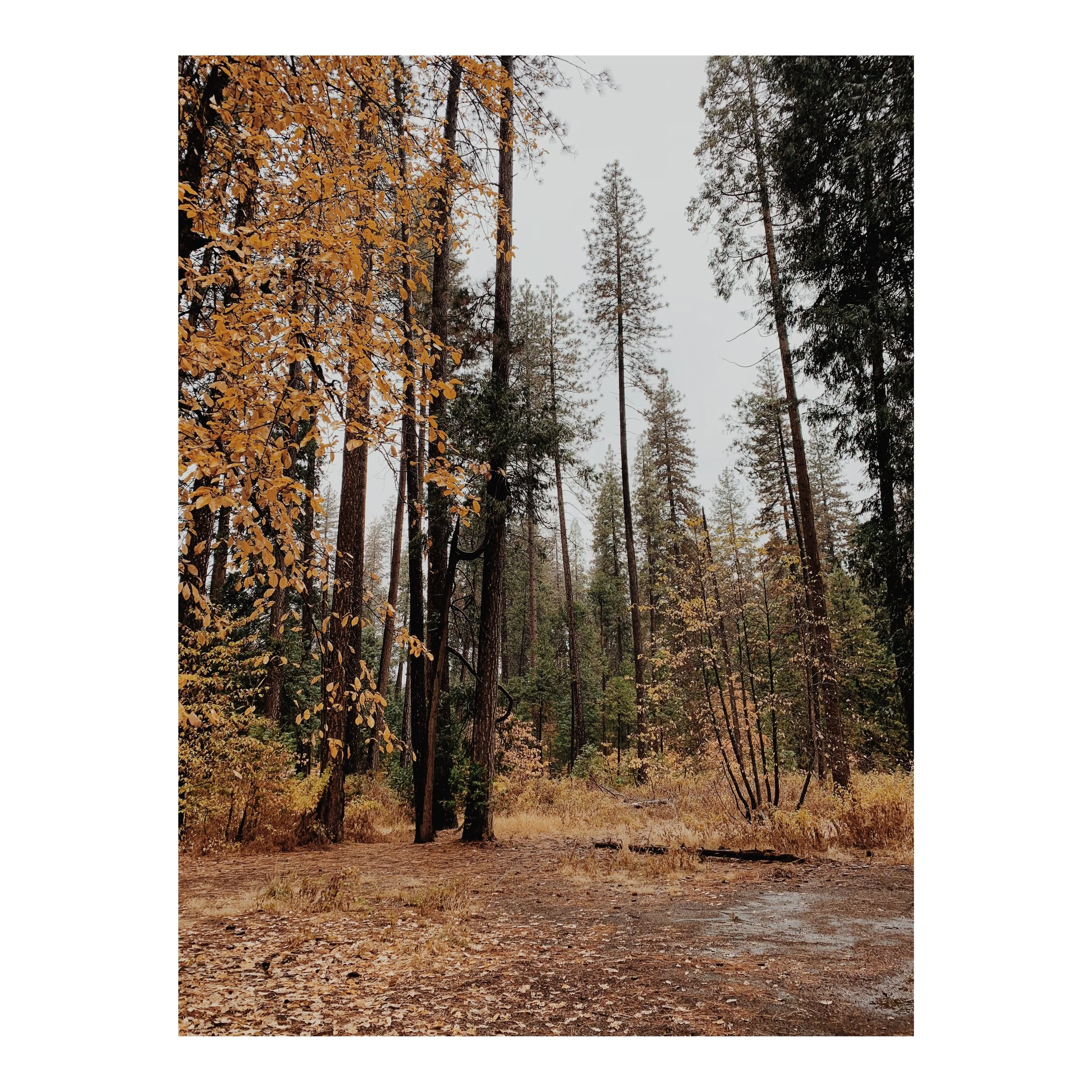 rock climbing in Yosemite valley