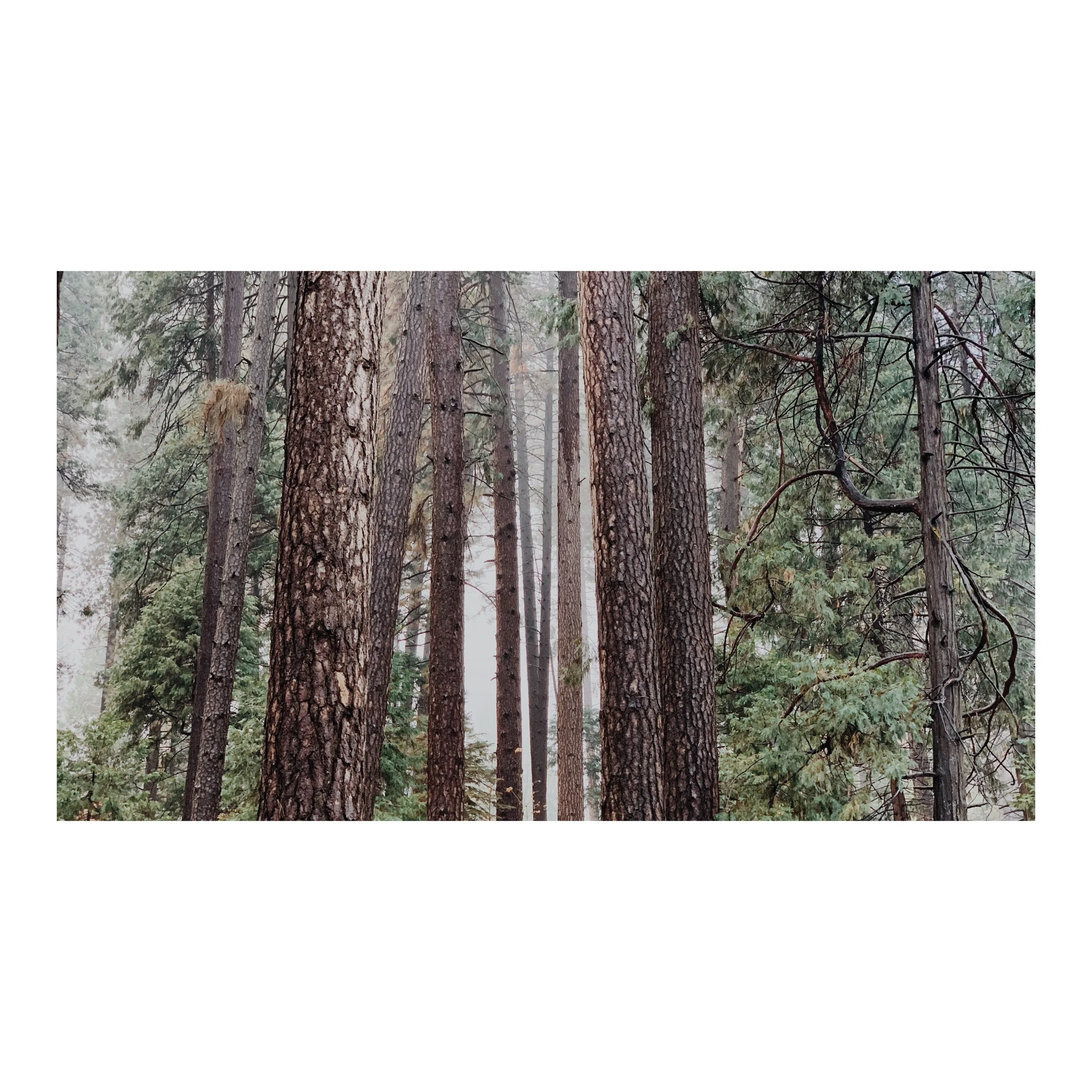 engagement photographer in Yosemite