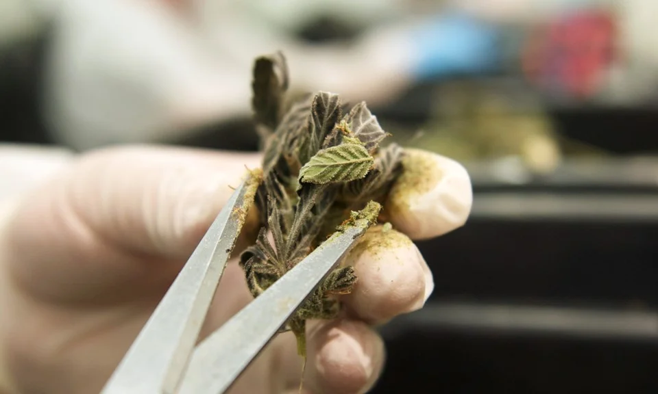 Migrant Workers Are Making Roughly $500 A Day Trimming Marijuana