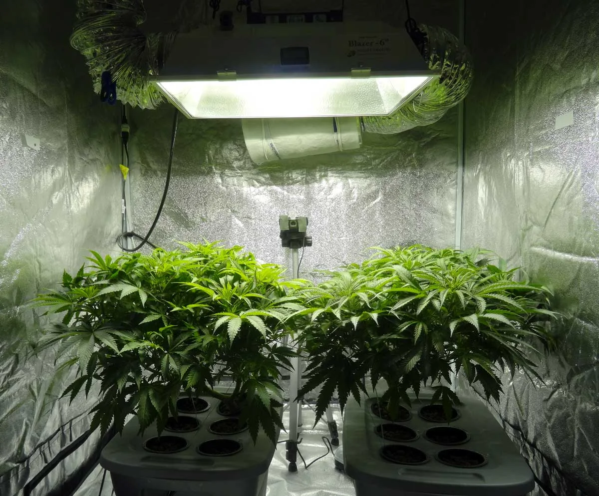 How to Grow the Same High Every Time
