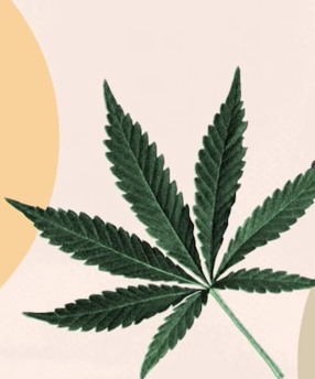 Why legalizing marijuana is stuck in legal limbo
