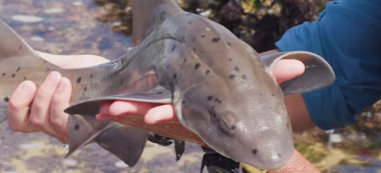 Catching a SHARK by HAND!