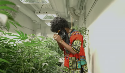 Dimebags vs. Dispensaries: Street Dealers to Multi-Million Dollar Weed Startups