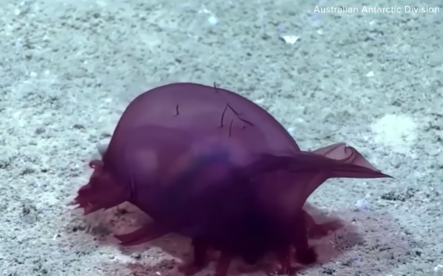 "Headless Chicken Monster" filmed for first time in Antarctic Ocean