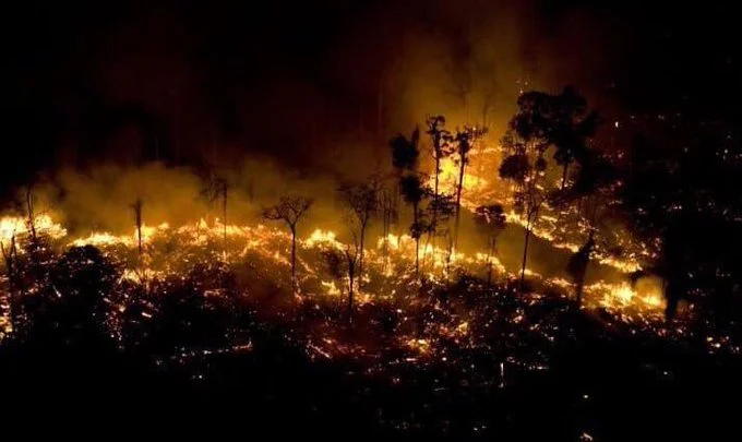 Amazon Forest Fire Updates