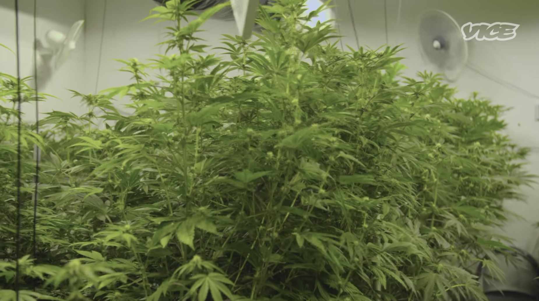 The Future of Cannabis: Black Market vs Legitimate Dispensaries
