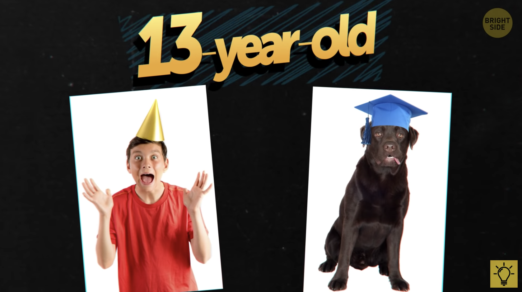 Why Dogs Age Faster Than Us