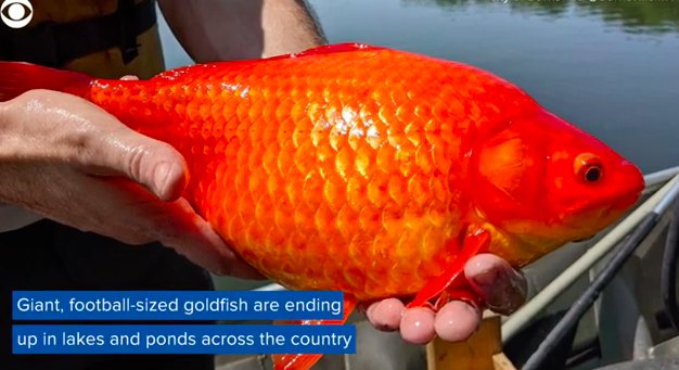 Giant goldfish taking over lakes and ponds in the U.S.